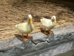 -Zoolung Zoolung动物主题公园(海信广场店)