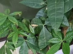 -张钰强中医正骨推拿连锁(华发商都店)