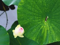 -东平国家森林公园