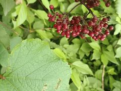 -黑龙江省森林植物园