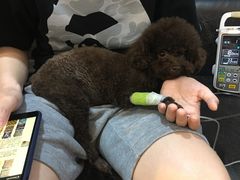 -严国平动物医院(德政总院)