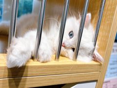 -PETKIT 小佩宠物·德文赛凯猫舍
