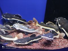 -沙沙哗啦海洋馆(华宇百花谷店)