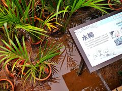 -东寨港红树林旅游区