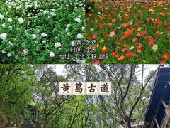 -南山植物园