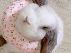 -北京观赏动物医院·24小时大型综合·猫专科·异宠专科
