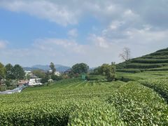 -龙坞茶村
