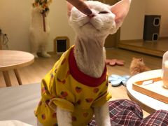 -猫腻·猫咖·撸猫馆(星光大道店)