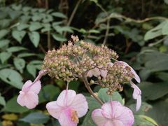 -武陵山森林公园