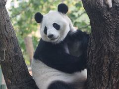 -成都动物园