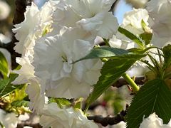 -天适樱花悠乐园