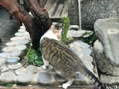 -喵屿·大理花园猫咖