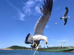 -海驴岛(荣成市)