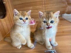 -猫十亿·布偶金渐层·曼基康矮脚猫舍(青年路店)