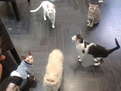 -猫色咖啡·猫咖