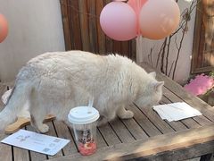 -喵屿·大理花园猫咖