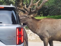 -北京野生动物园