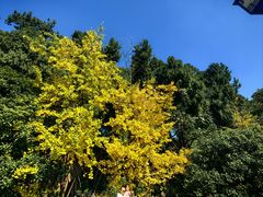 -凤栖山