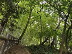 -上海佘山国家森林公园天马山园