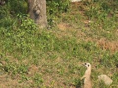 -合肥野生动物园