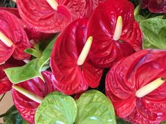 -FEI FEI FLOWER鲜花店·气球派对·宝宝宴布置(虹口德必运动Loft店)