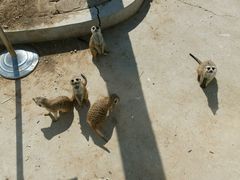 -石家庄市动物园