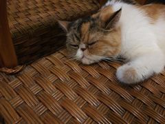 -猫色咖啡·猫咖