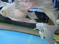 -中环花鸟鱼虫市场