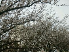 -傣妹火锅(狮子桥店)