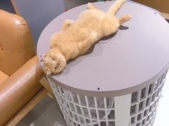 -藏猫猫咖啡主题馆(中央大道店)