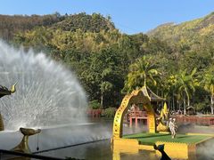 -西双版纳原始森林公园