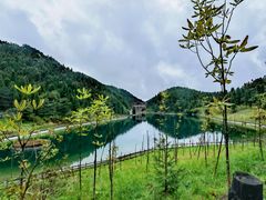 -武陵山森林公园