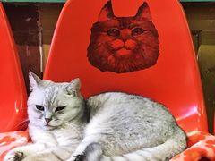 -猫咪博物馆(顶澳仔猫街店)