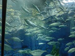 -上海海洋水族馆