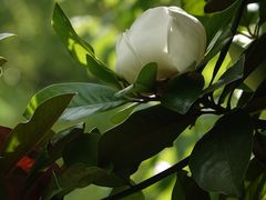-上海滨江森林公园