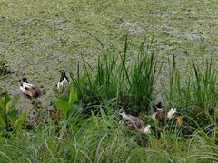 -昆山城市生态森林公园