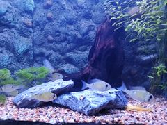 -上海海洋水族馆