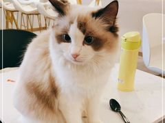 -飞行喵MR PILOT|猫舍·猫咖(静安大融城店)