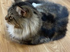 -COLOR PETS 撸猫馆·购猫·猫咖(长风大悦城店)
