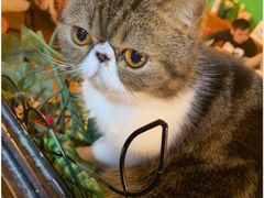 -李小姐の猫咖啡馆(五角场店)