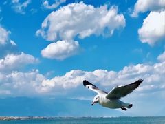 -海埂大坝