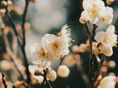 -杭州植物园