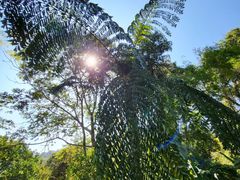 -西双版纳基诺山寨