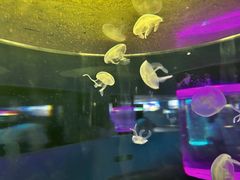 -苏州海洋馆