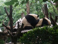 熊猫-成都大熊猫繁育研究基地