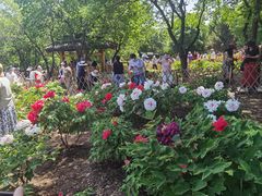 -黑龙江省森林植物园