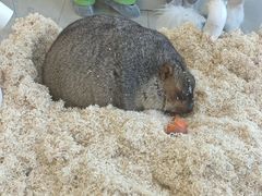 -怪兽屋·羊驼·猫咖·狗咖(俊华广场店)