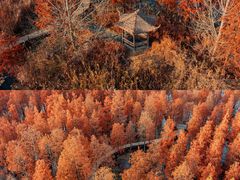 -池杉湖湿地公园