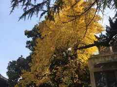 -复旦大学附属华山医院(总院)