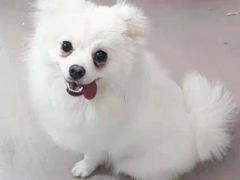 -芭比堂动物医院·24小时·眼科中心(深圳中心)